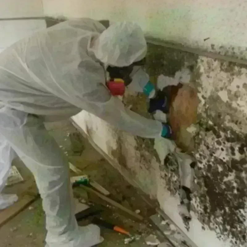 Mold Remediation and Removal in Kern County, CA